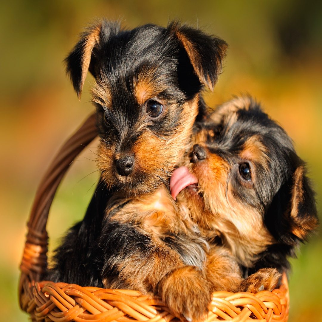 Yorkshire Terrier