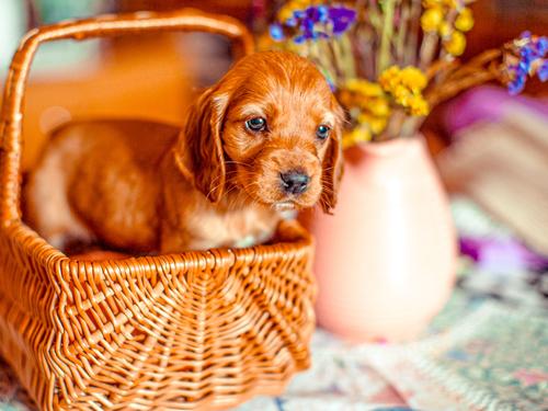Baby dog in a basket