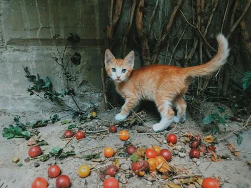 Gato malhado laranja em um jardim