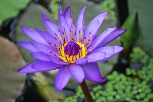 Egyptian lotus
