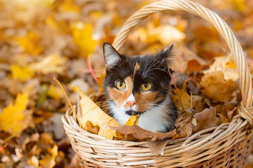 Gato em uma cesta com folhas