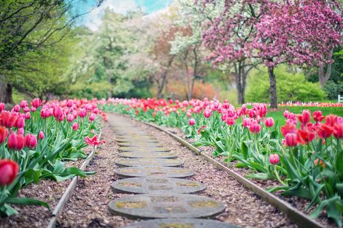 Caminho com tulipas cor de rosa