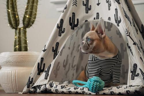 French bulldog inside tent