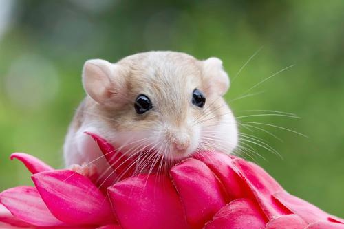 Mongolian gerbil