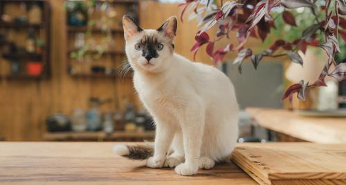 Siamese cat with black snout