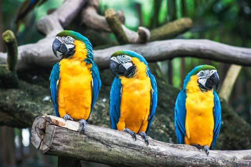 Three macaws