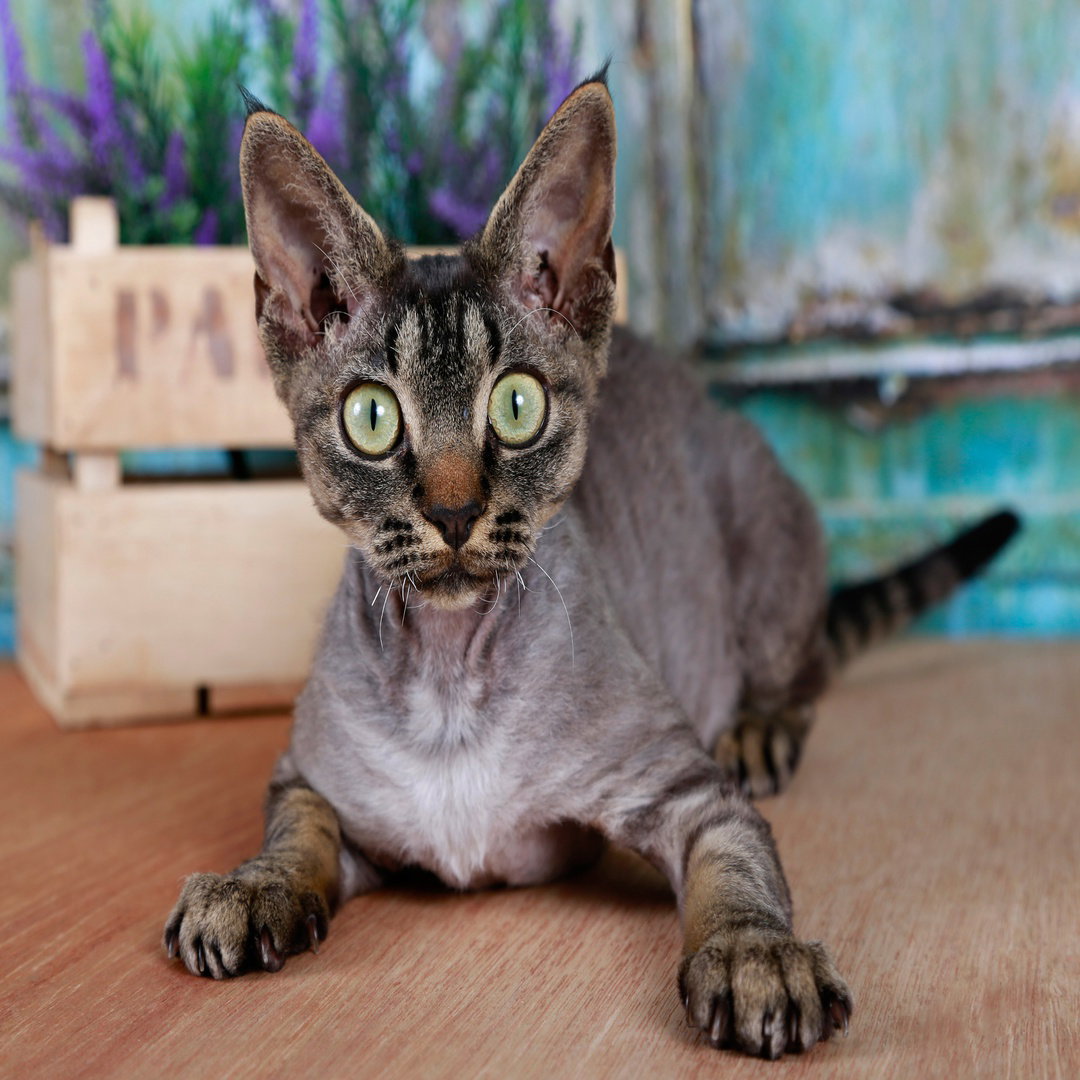 Devon Rex
