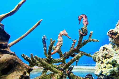 Seahorses underwater