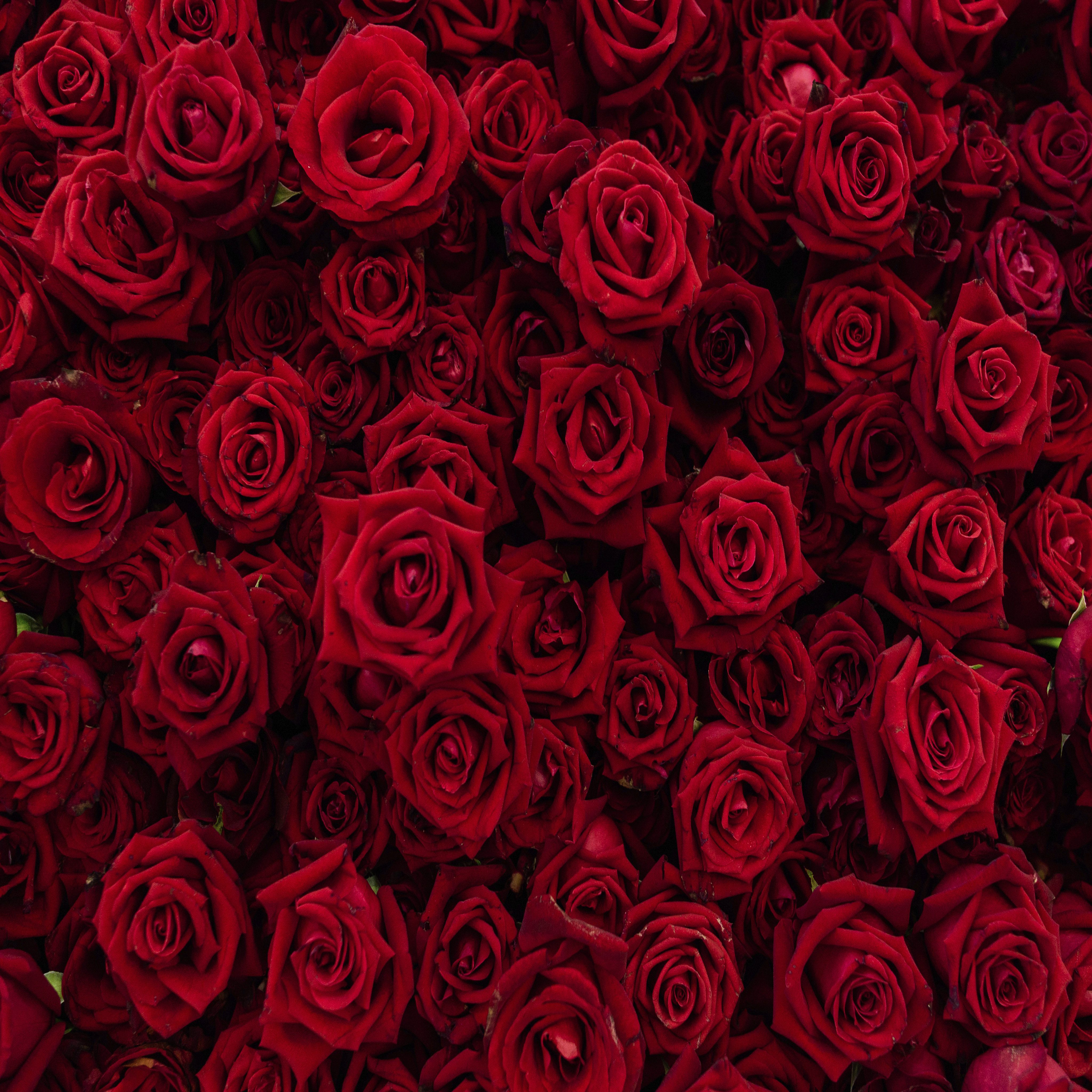 Rosas Vermelhas - Quebra-Cabeça - Geniol