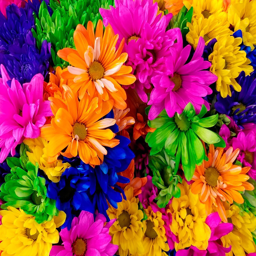 Colorful garden