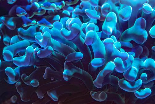 Blue bioluminescent coral