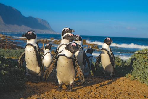Pingüinos de Betty's Bay
