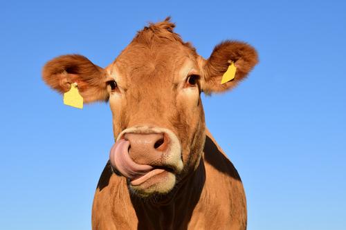 Vaca lamiendo su nariz