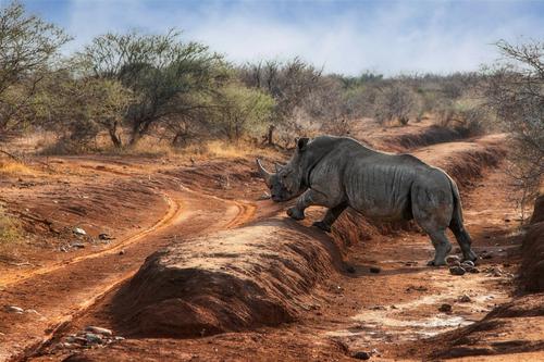 Rinoceronte en Madikwe