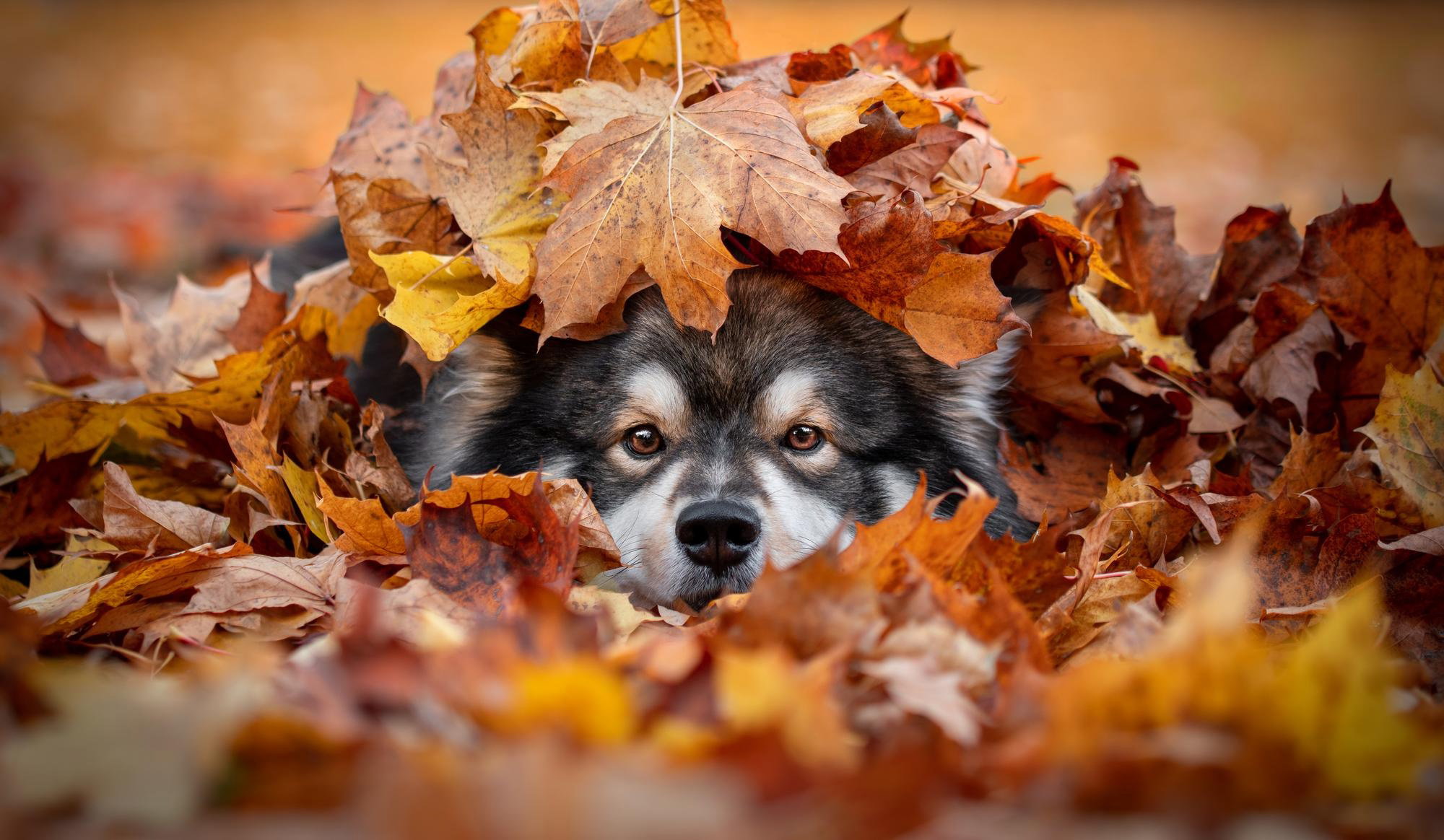 QYマステ10月新作♡Just autumn PET Dog covered by Autumn leaves Jigsaw Puzzle Online - Jigsaw 365