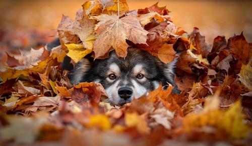 Dog covered by Autumn leaves