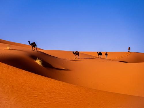 Vibrant desert