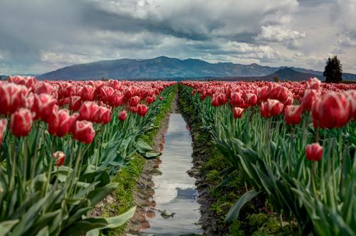 Path through the tulips