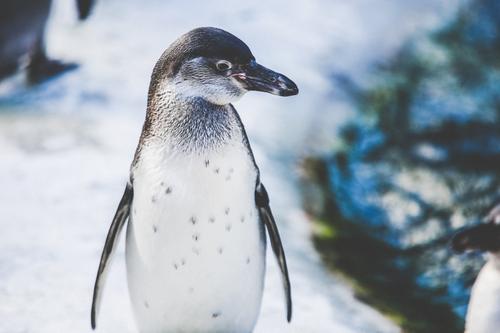 Bebé Pingüino Blanco