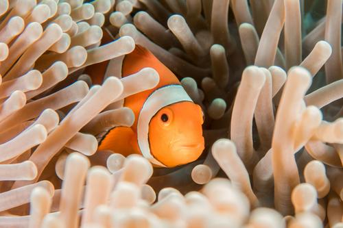 Clownfish hiding