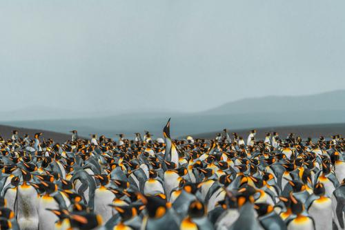 Crowd of penguins