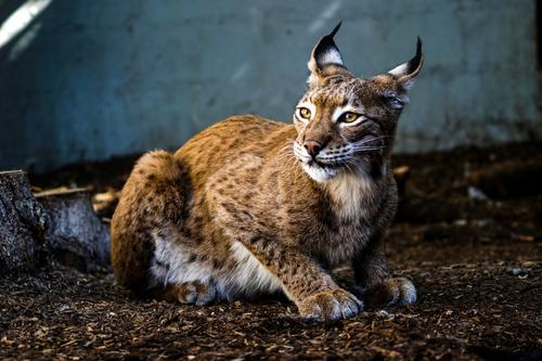 Point-eared Lynx