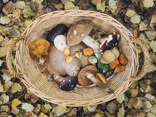 Basket full of mushrooms