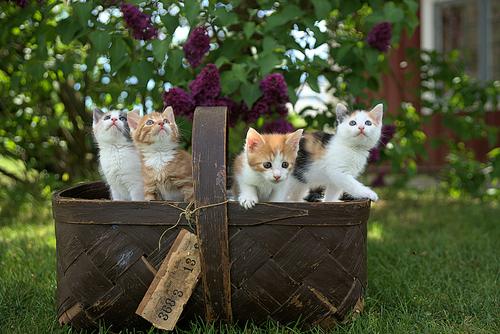 Kittens in a basket