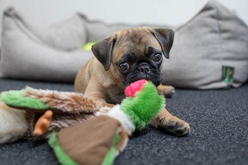 Baby pug with toy