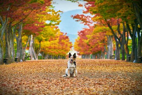 Happy dog surrounded by autumn leaves