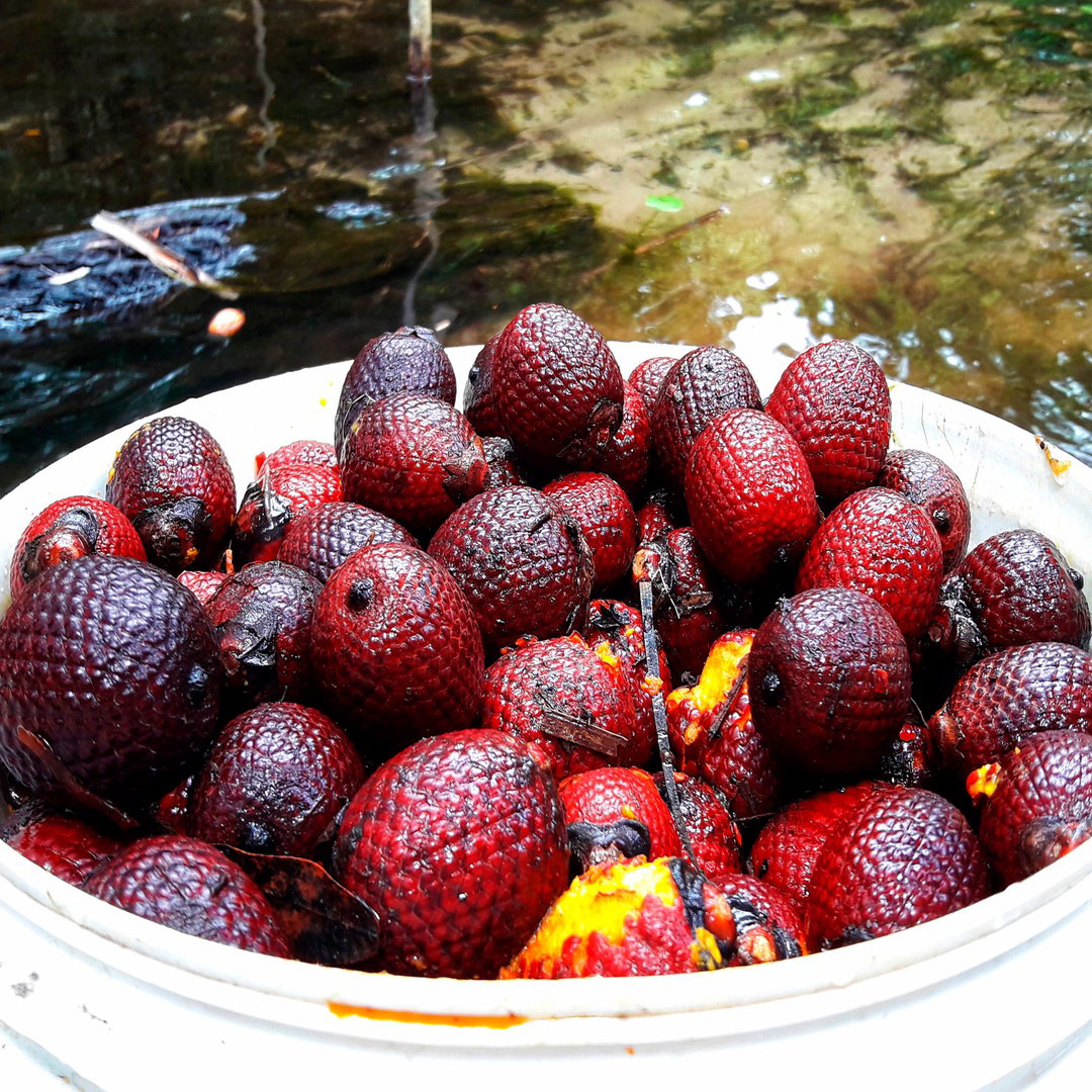 Buriti Fruit