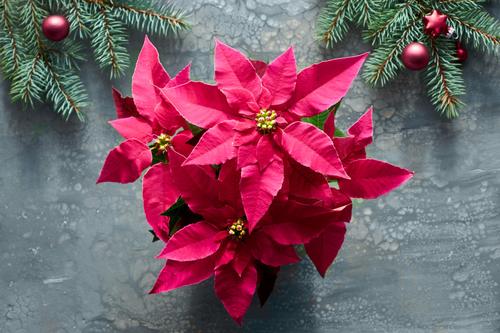 Vibrant poinsettia