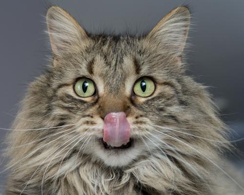 Siberian cat licking its nose