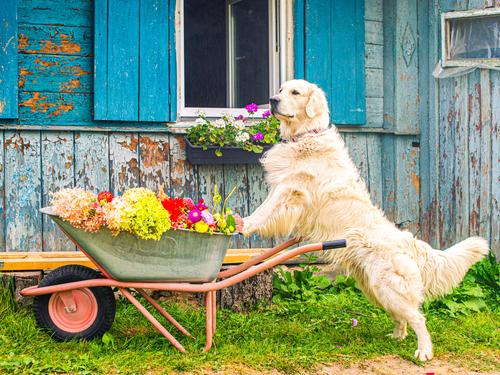 Labrador de pie con flores
