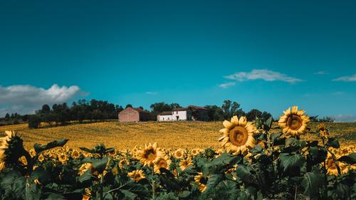 Field of sunflowers in the countryside, Italy