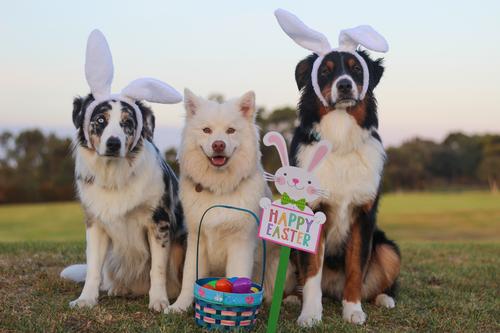 Dogs dressed up for Easter
