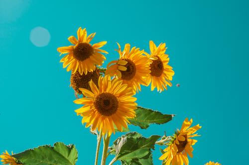 Sunflowers during daylight