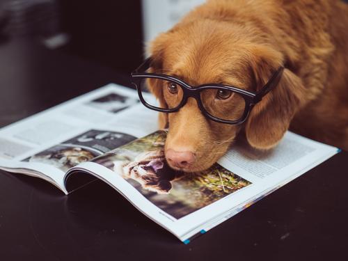 Cachorro inteligente