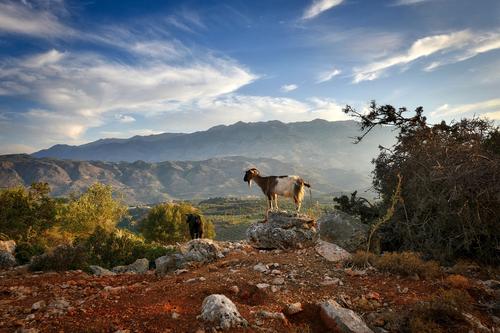Goat surrounded by nature, Crete
