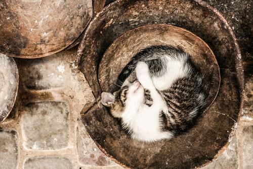 Kitten sleeping in a bucket