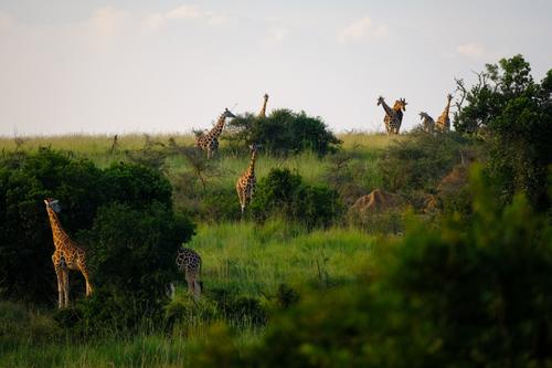 Girafas num campo de relva