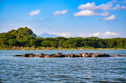 Hipopótamos num lago, Quênia