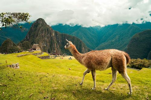 Lhama em Machu Picchu