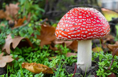 Big red mushroom