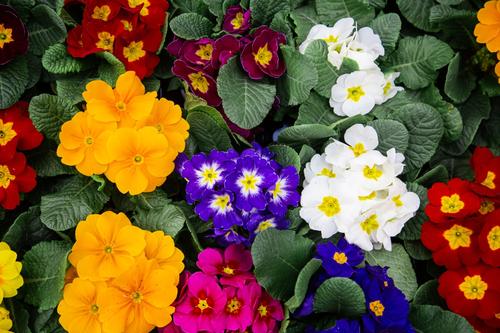 Multi-colored primroses