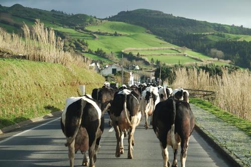 Rebaño de vacas en Azores