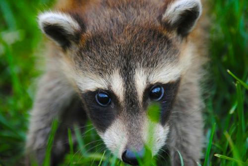 Kleiner Waschbär