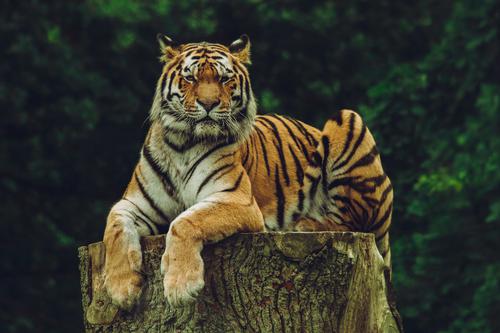 Tigre Siberiano relaxando em seu tronco