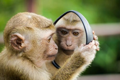 Monkey looking at himself in the mirror