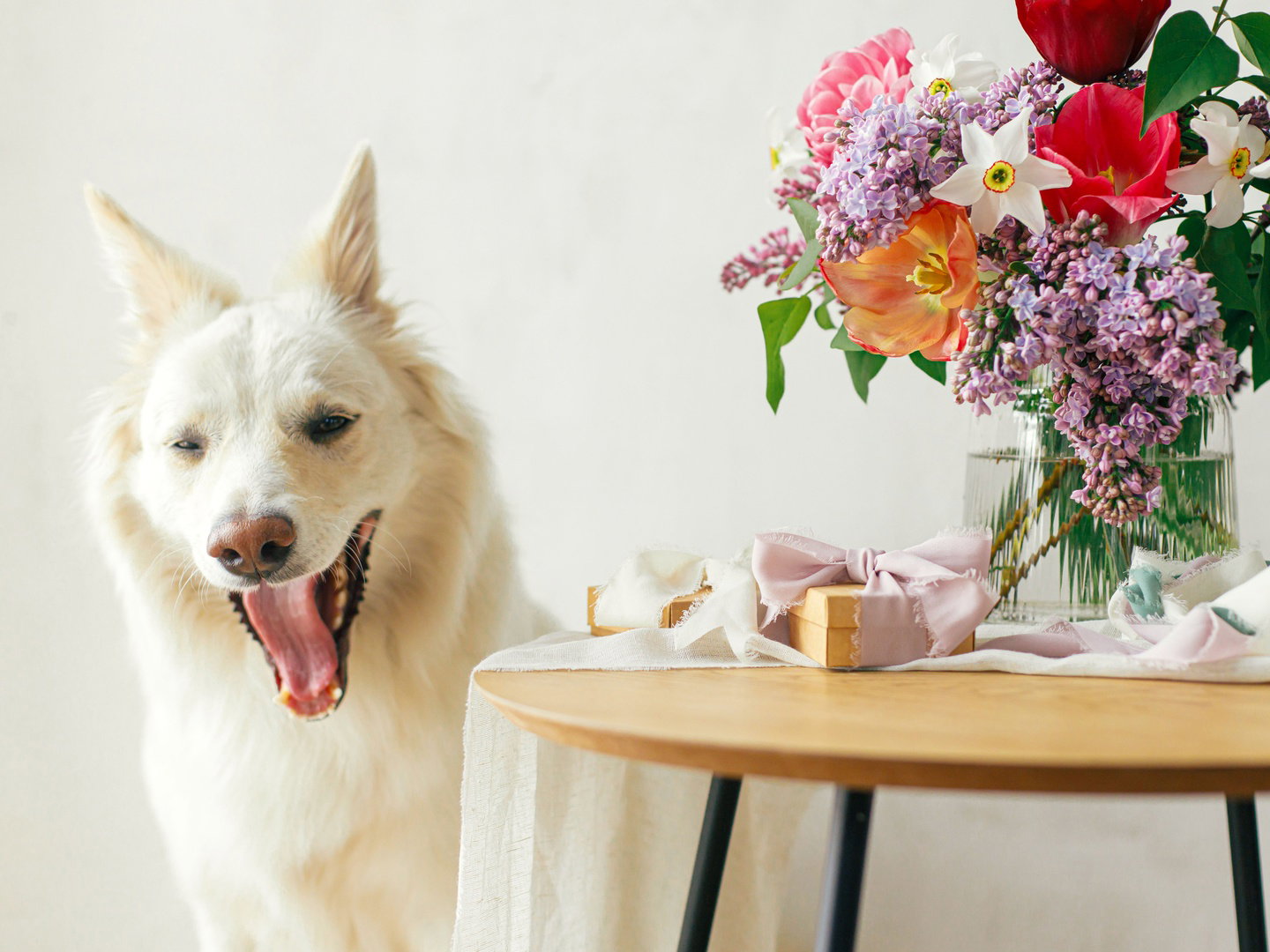 Cute dog yawning